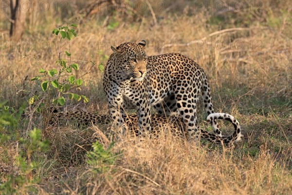 Leopard (Panthera pardus), adult, pair, alert, Sabi Sand Game Reserve, Kruger NP, Kruger National Park, South Africa, Africa