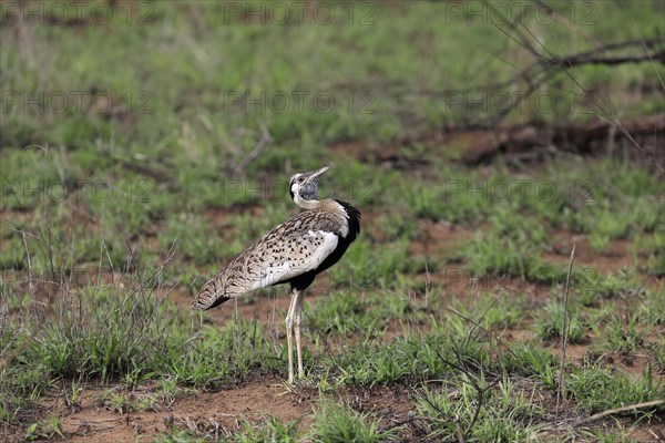 Red-crested Bustard, (Lophotis ruficrista), adult, calling, Kruger National Park, Kruger National Park, South Africa, Africa