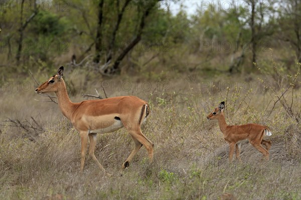 Black Heeler Antelope, (Aepyceros melampus), adult, female, young animal, mother with young animal, Kruger National Park, Kruger National Park, South Africa, Africa