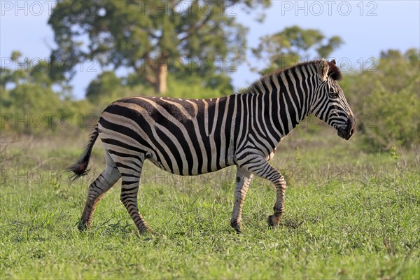 Burchell's zebra (Equus quagga burchelli), adult, running, foraging, Kruger National Park, Kruger National Park, South Africa, Africa