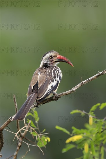 Red-billed hornbill (Tockus erythrorhynchus), adult, on wait, Kruger National Park, Kruger National Park, South Africa, Africa