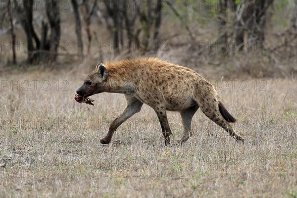 Spotted hyena (Crocuta crocuta), adult, with prey, carrying prey, running, Sabi Sand Game Reserve, Kruger National Park, Kruger National Park, South Africa, Africa