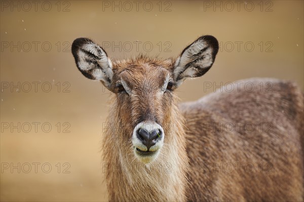 Waterbuck (Kobus defassa), portrait, captive, distribution Africa