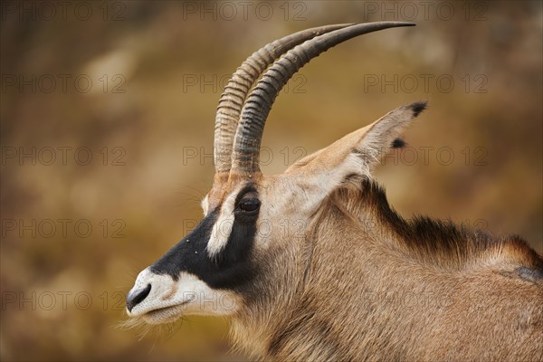 Roan Antelope (Hippotragus equinus) portrait, in the dessert, captive, distribution Africa