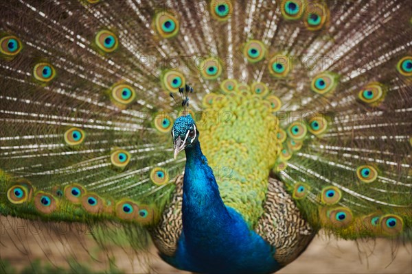 Indian peafowl (Pavo cristatus) doing a cartwheel, spreading its feathers, eyes, France, Europe