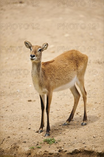 Southern lechwe (Kobus leche) in the dessert, captive, distribution Africa