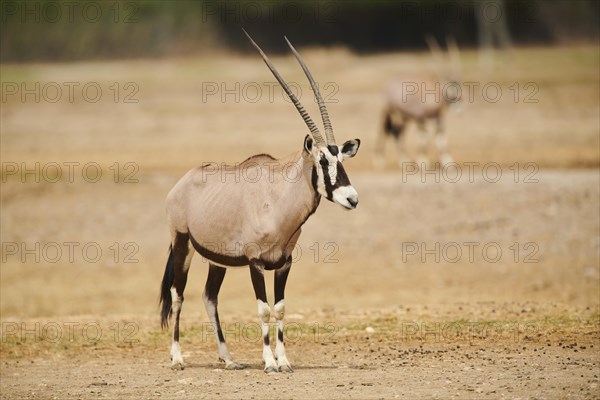 South African oryx (Oryx gazella) in the dessert, captive, distribution Africa