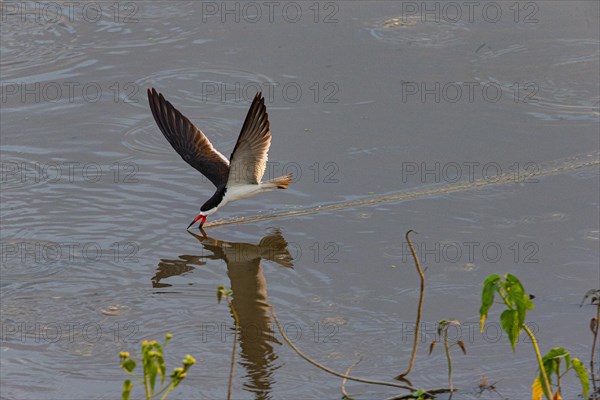 Black-mantled cranesbill (Rynchops nigra) Pantanal Brazil