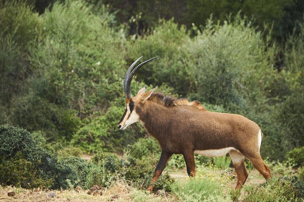 Sable antelope (Hippotragus niger) in the dessert, captive, distribution Africa