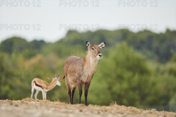 Waterbuck (Kobus defassa) in the dessert, captive, distribution Africa