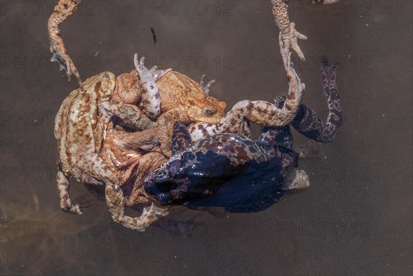 Common toad (Bufo bufo) in a pond during the breeding season in spring. Haut-Rhin, Alsace, Grand Est, France, Europe