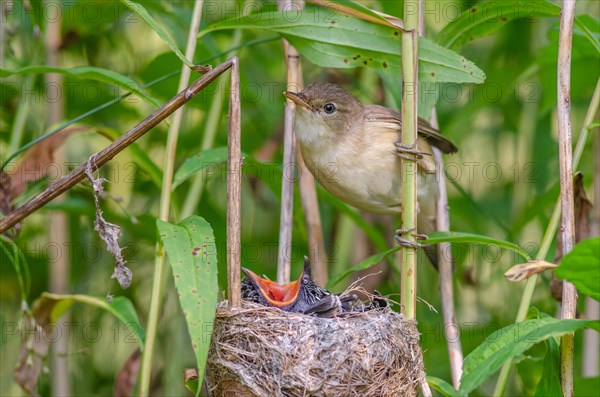 Reed warbler (Acrocephalus scirpaceus) feeding a common cuckoo (Cuculus canorus), Bas-Rhin, Alsace, Grand Est, France, Europe