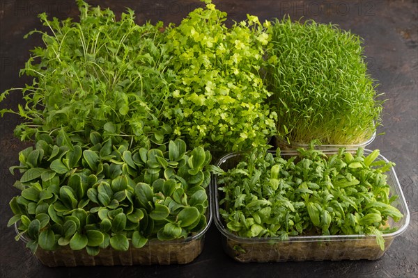 Set of boxes with microgreen sprouts of spinach, carrot, chrysanthemum, borage, mizuna cabbage on black concrete background. Side view, copy space