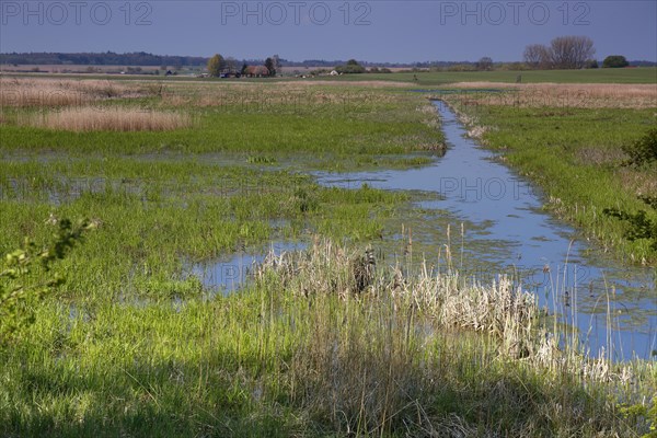 Wetland biotope in the Peene valley, waterlogged meadows, rare habitat for endangered plants and animals, Flusslandschaft Peenetal nature park Park, Mecklenburg-Western Pomerania, Germany, Europe