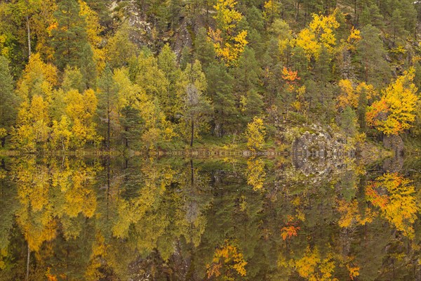 Lake Kutjorna, Lofoten. Autumn forest reflected in the lake
