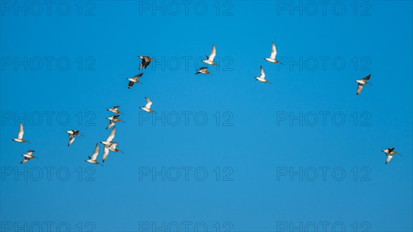 Black-tailed Godwit, Limosa limosa, birds in flight on blue sky