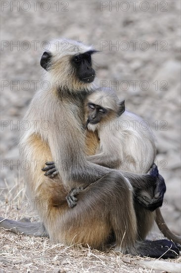 Grey langur monkeys (Presbytis enterus), Udaipur, Rajasthan, India, Asia