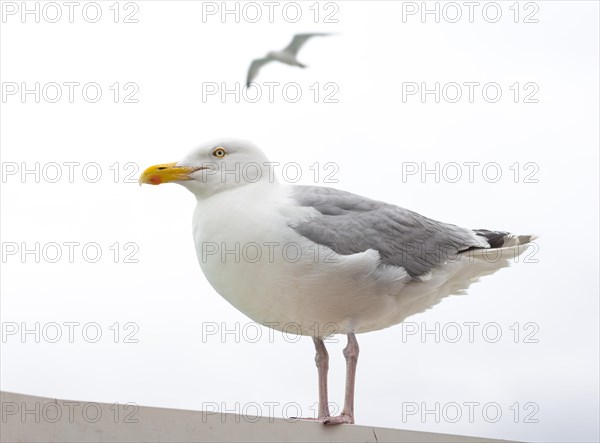 European herring gull (Larus argentatus) standing on a ledge, close-up, blurred gull flying against a bright sky behind with spread wings, Dover, English Channel, Great Britain