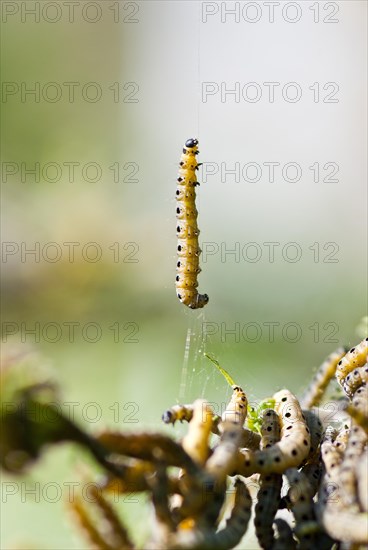 Caterpillar of the european spindle (Euonymus europaeus) or common spirea, macro photo, close-up, Lower Saxony, Germany, Europe