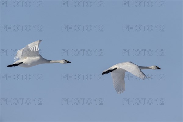 Tundra swans (Cygnus bewickii), flying, Emsland, Lower Saxony, Germany, Europe