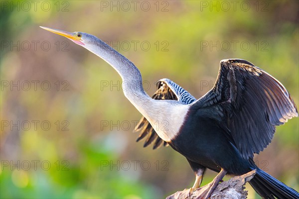 American darter (Anhinga anhinga) Pantanal Brazil