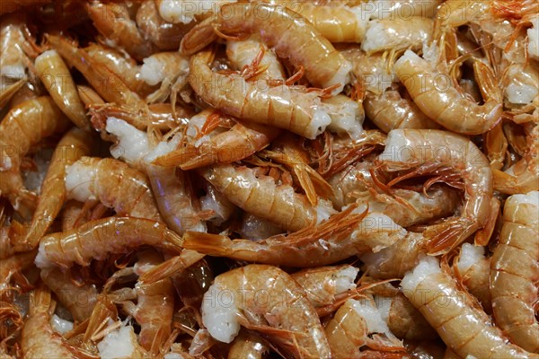 Scampi, seafood, Campo de la Pescaria fish market, Rialto market, San Polo neighbourhood, Venice, Veneto, Italy, Europe