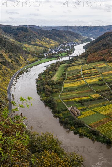 Vineyards and Moselle bend in autumn colours, Bremm, Moselle, Rhineland-Palatinate, Germany, Europe