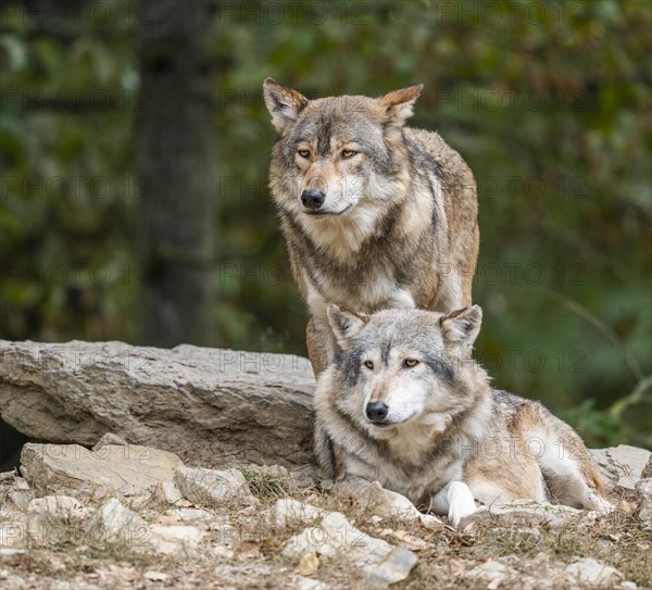 Gray wolves (Canis lupus) look attentively, captive, Germany, Europe