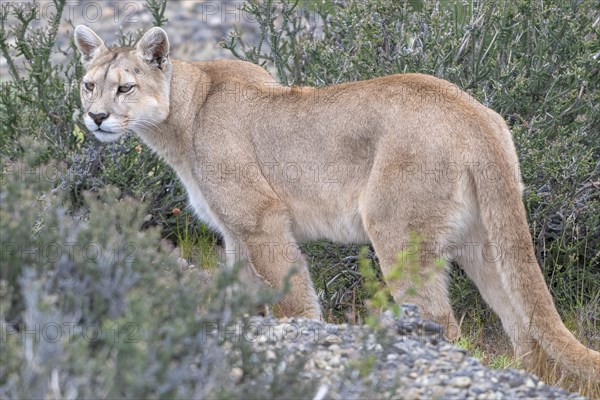 Cougar (Cougar concolor), silver lion, mountain lion, cougar, panther, small cat, Torres del Paine National Park, Patagonia, end of the world, Chile, South America