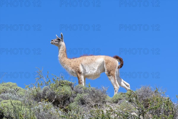 Guanaco (Llama guanicoe), Huanako, Torres del Paine National Park, Patagonia, End of the World, Chile, South America