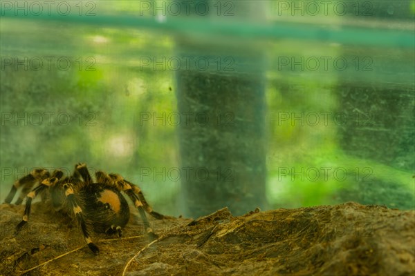 Closeup of large Brazilian salmon pink tarantula in glass aquarium