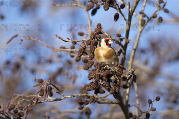 European goldfinch (Carduelis carduelis) adult bird in an Alder tree, Suffolk, England, United Kingdom, Europe