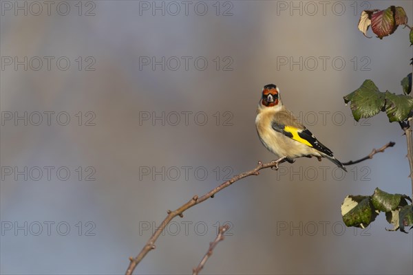 European goldfinch (Carduelis carduelis) adult bird on a tree branch, Suffolk, England, United Kingdom, Europe