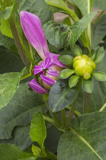 Emerging Dinnerplate Dalhia flower in summer, Quebec, Canada, North America