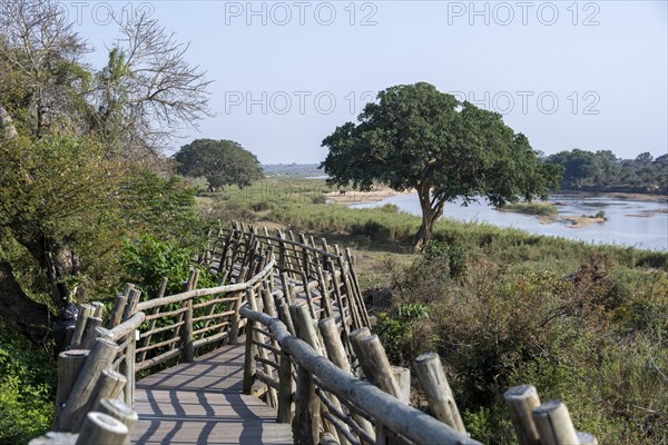 A wooden jetty overlooking a tree near the tranquil Sabie River, Lower Sabie Rest Camp, Kruger National Park, South Africa, Africa