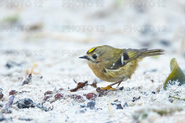 Goldcrest, Heligoland