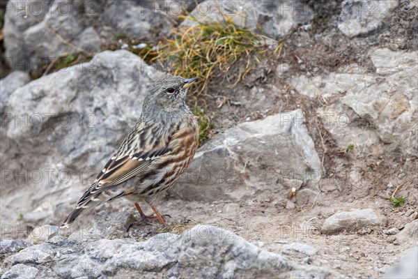 Alpine accentor