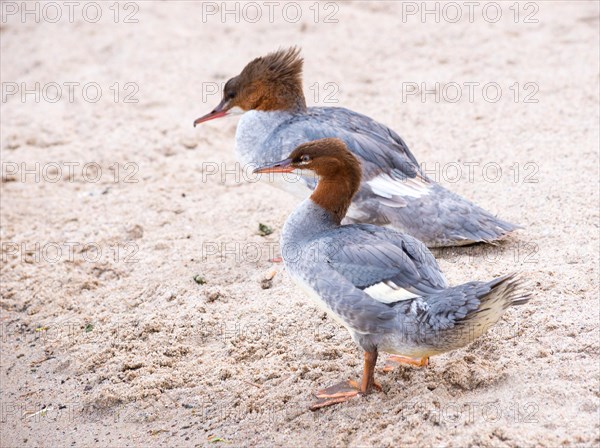 Two common mergansers (Mergus merganser merganser), female and female juvenile, standing next to each other and resting on a sandy beach, Lake Schwerin, Mecklenburg-Western Pomerania, Germany, Europe