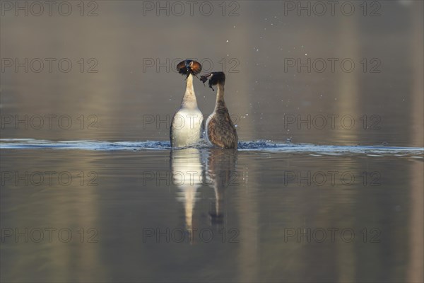 Great crested grebe (Podiceps cristatus) two adult birds performing the weed dance during their courtship display on a lake, Suffolk, England, United Kingdom, Europe