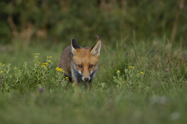 Red fox (Vulpes vulpes) juvenile cub walking through a summertime grassland, with flowering wildflowers Essex, England, United Kingdom, Europe