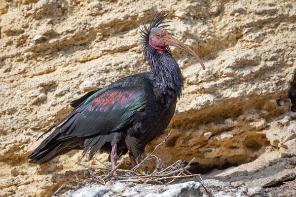 Northern Bald Ibis, Hermit Ibis, or Waldrapp