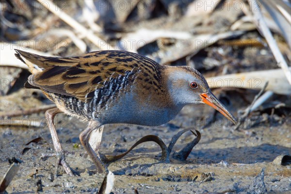 Water rail