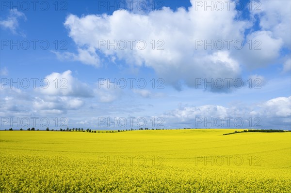 Rapeseed field, rapeseed (Brassica napus) in bloom, blue sky, white clouds, Thuringia, Germany, Europe