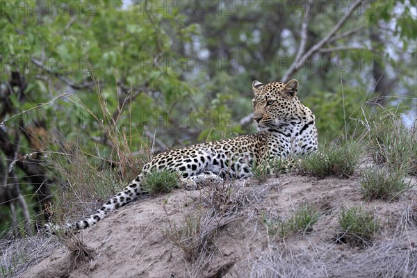 Leopard (Panthera pardus), adult, observed, alert, lying, on ground, Sabi Sand Game Reserve, Kruger NP, Kruger National Park, South Africa, Africa