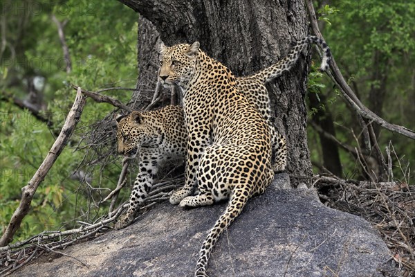 Leopard (Panthera pardus), adult with young, observed, alert, sitting, on rocks, Sabi Sand Game Reserve, Kruger NP, Kruger National Park, South Africa, Africa