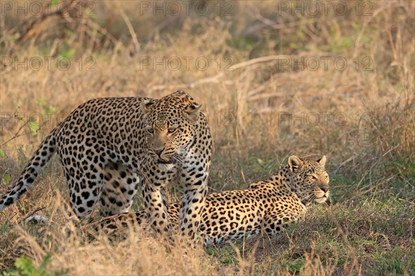 Leopard (Panthera pardus), adult, pair, alert, Sabi Sand Game Reserve, Kruger NP, Kruger National Park, South Africa, Africa