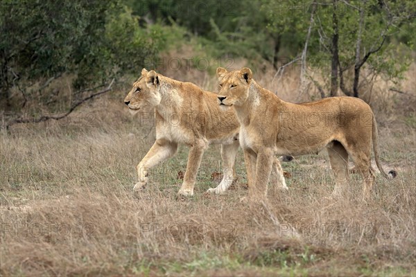 Lion (Panthera leo), adult, female, two females, vigilant, Sabi Sand Game Reserve, Kruger National Park, Kruger National Park, South Africa, Africa
