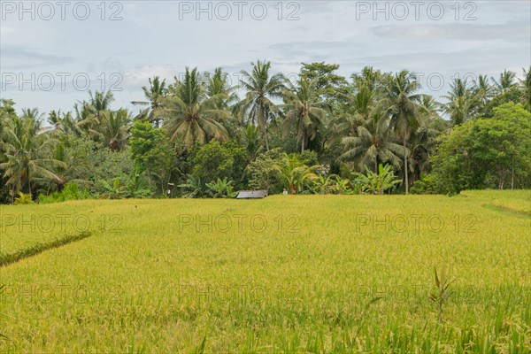 Rice fields in countryside, Ubud, Bali, Indonesia, green grass, large trees, jungle and cloudy sky. Travel, tropical, agriculture, Asia