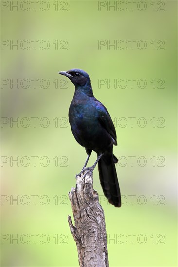Meves' Glossy Starling, Lamprotornis mevesii, adult, in perch, Kruger National Park, South Africa, Africa