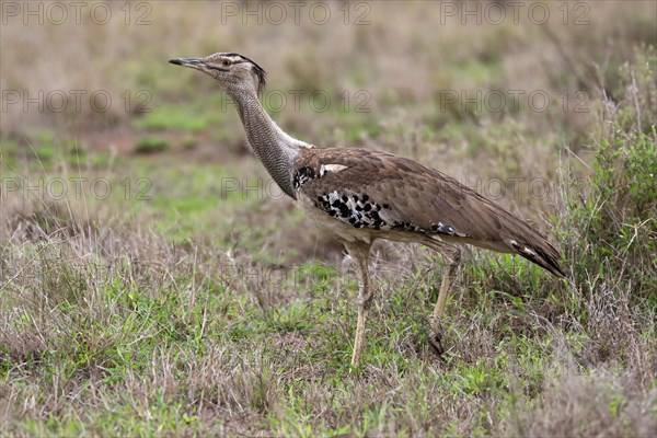 Kori bustard (Ardeotis kori), adult, running, foraging, vigilant, Kruger National Park, Kruger National Park, South Africa, Africa